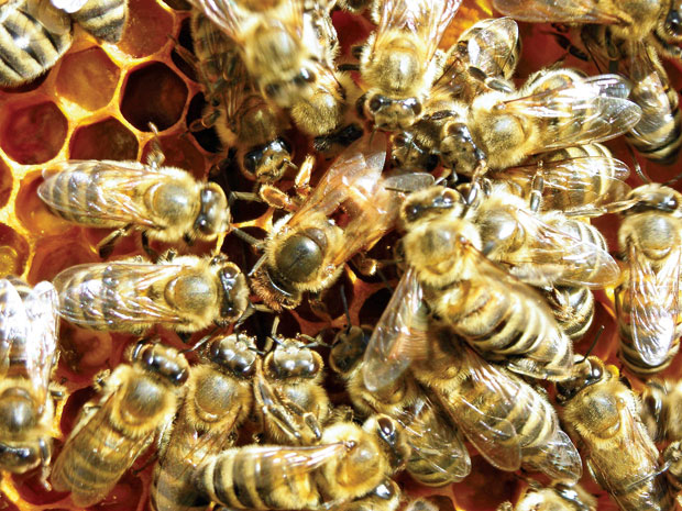 Фебруарски радови у пчелињаку
